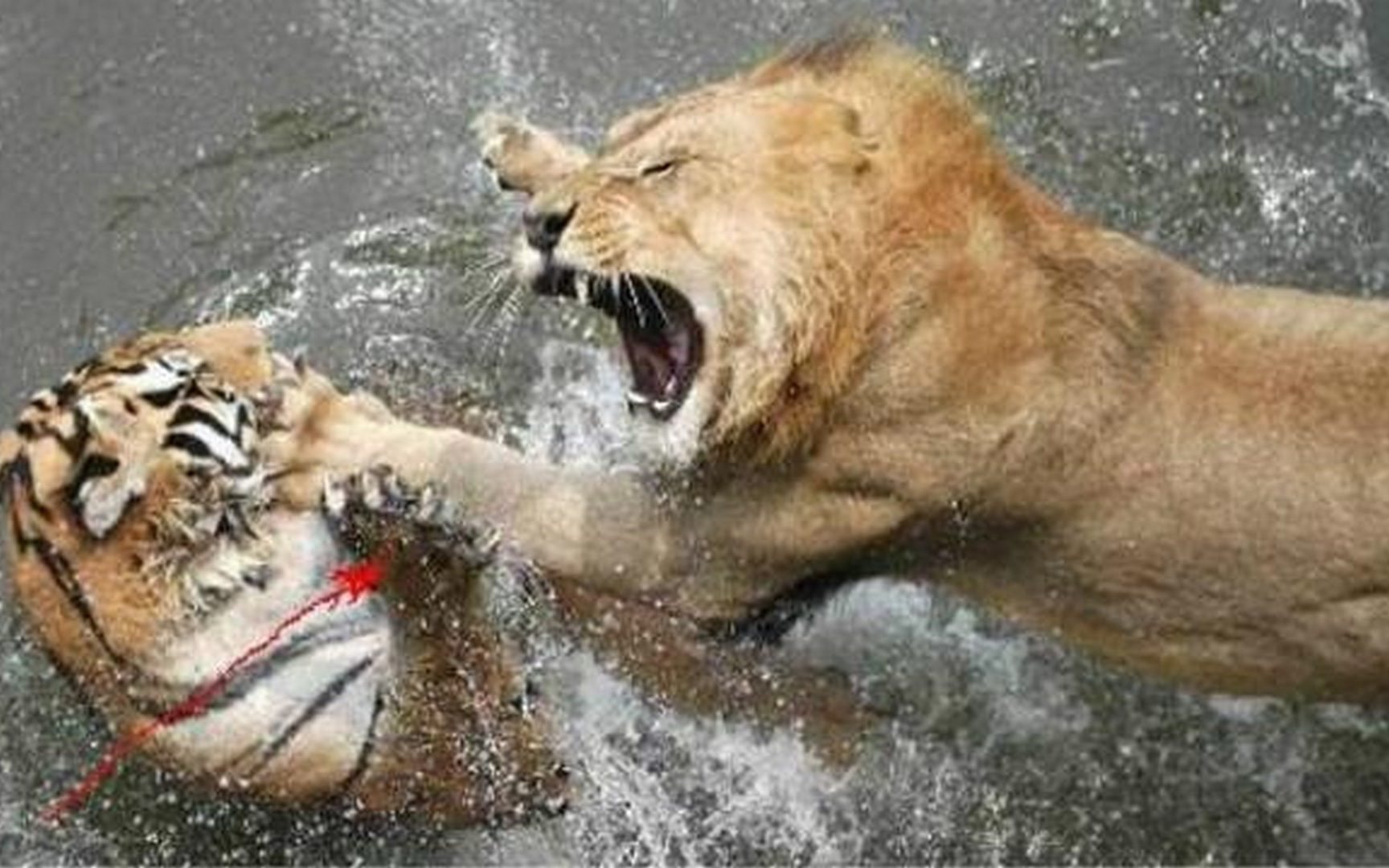 狮虎兽能打过老虎吗图片
