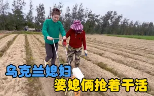 Descargar video: 乌克兰媳妇终于使用上了种花生机器，这次婆媳俩抢着干活。