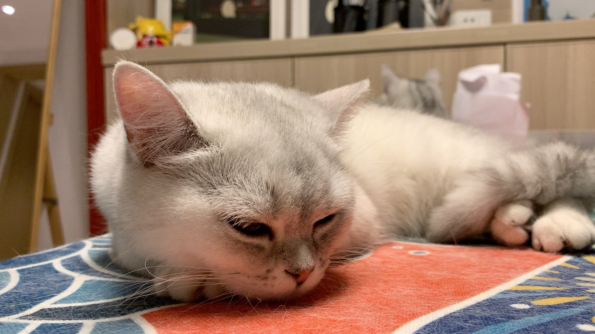 小猫咪打瞌睡的样子真可爱