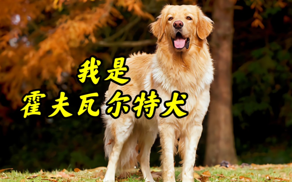 霍夫瓦尔特犬:我比金毛高级很多哔哩哔哩bilibili