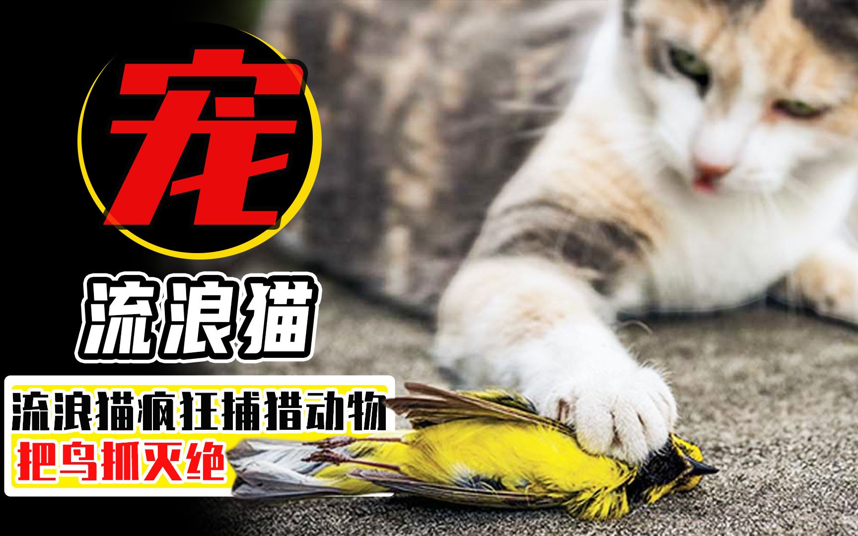 为什么不能喂养流浪猫?喂流浪猫=残害动物?每年残害了几百亿只哔哩哔哩bilibili