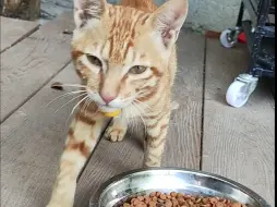 海南日月湾的猫干饭