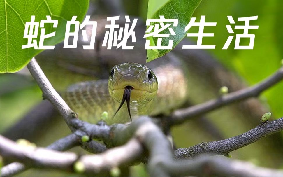 [图]【纪录片】蛇的秘密生活 4K超清 英配中字 The Secret Life of Snakes（2016）