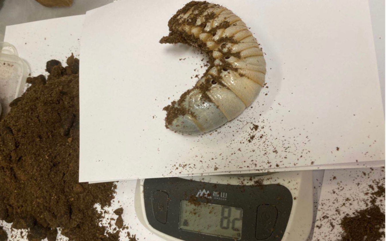 毛象大兜幼虫的大便净重3克