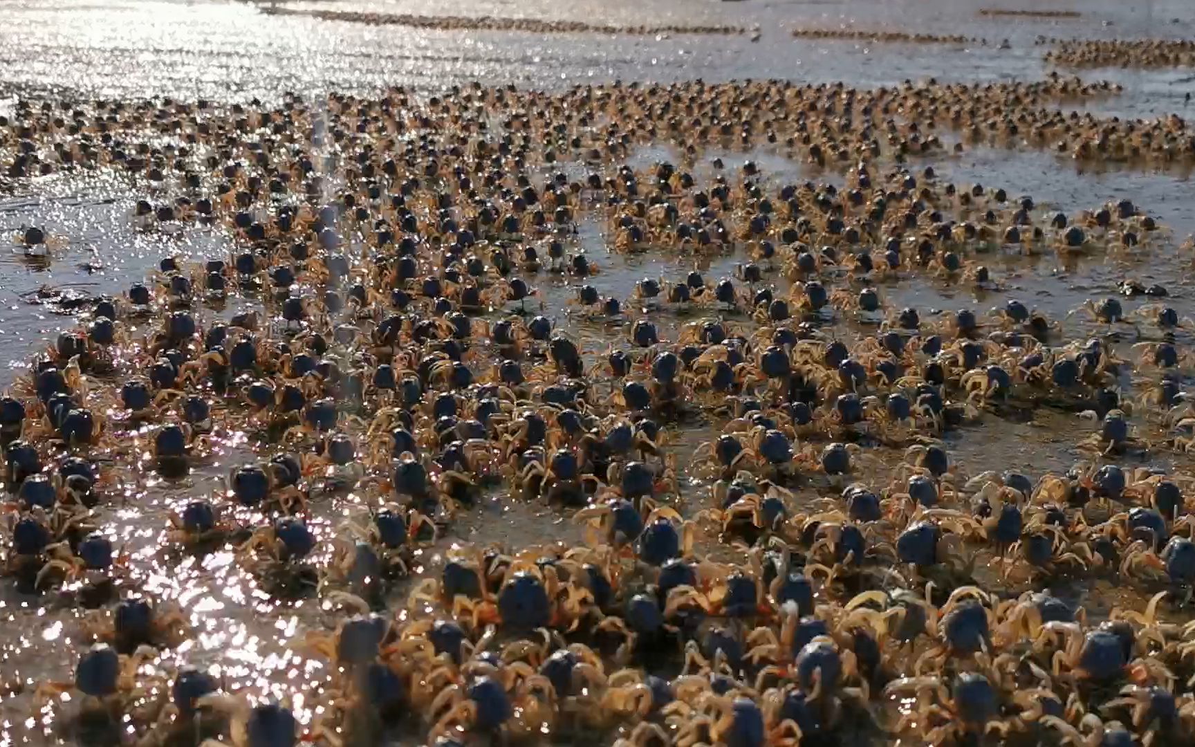 赶海遇上万蟹群大部队迁移,大志边追边抓抓不完,这场面太壮观了