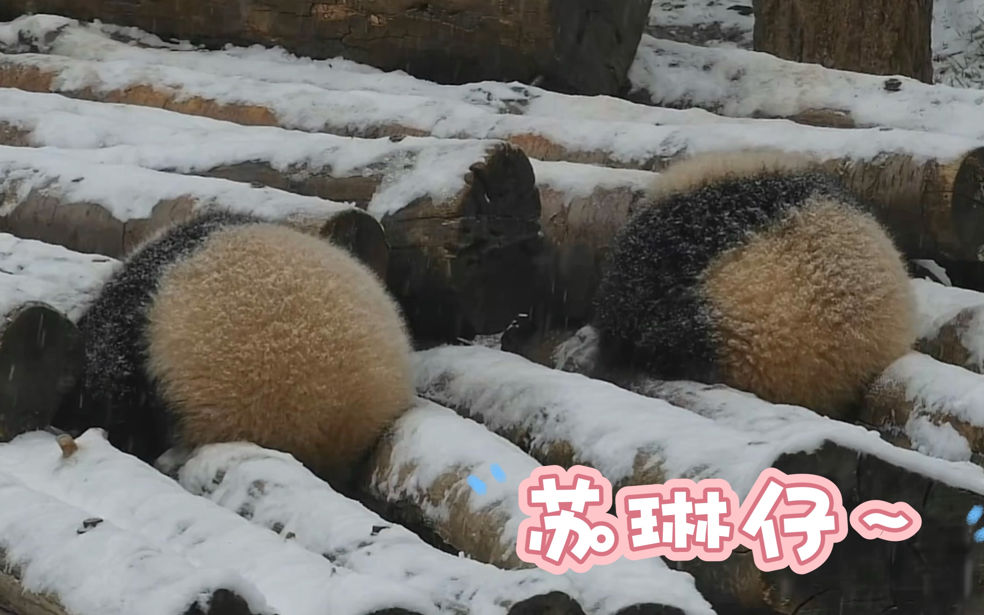 两只小煤球儿,晚安~(240223Pandaful熊猫频道直播录屏苏琳仔cut1)哔哩哔哩bilibili