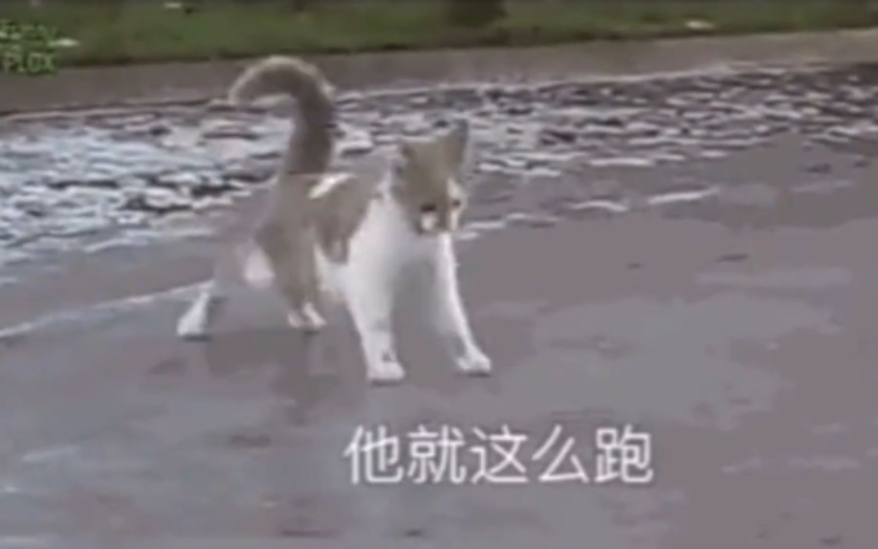 猫:那条鱼,那么长那么大,他就这么跑了哔哩哔哩bilibili