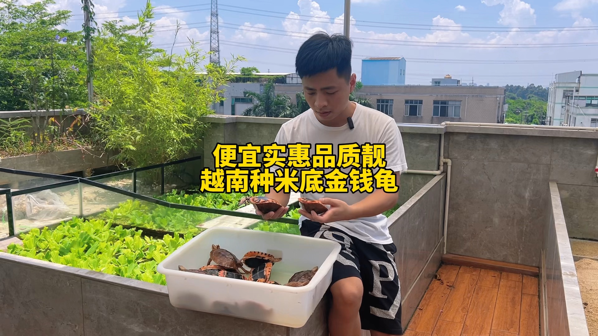 这么有性价比品质靓的金钱龟越南种米底值得推荐给
