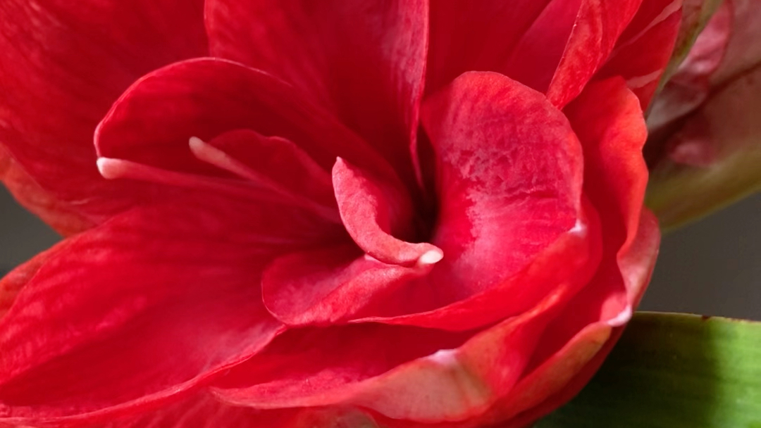 2023年11月13日,朱顶红天后.