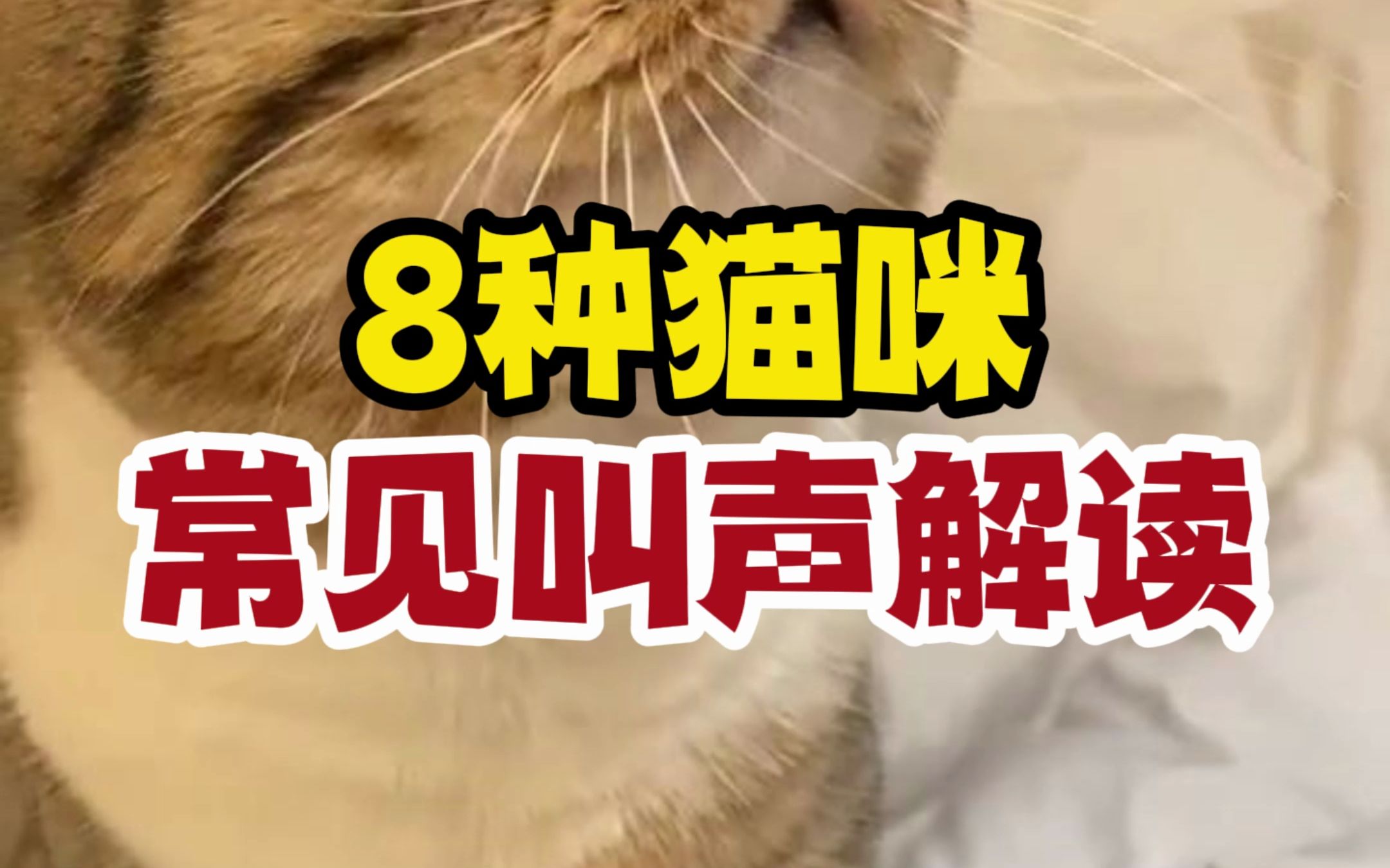 8种常见猫咪叫声的含义哔哩哔哩bilibili