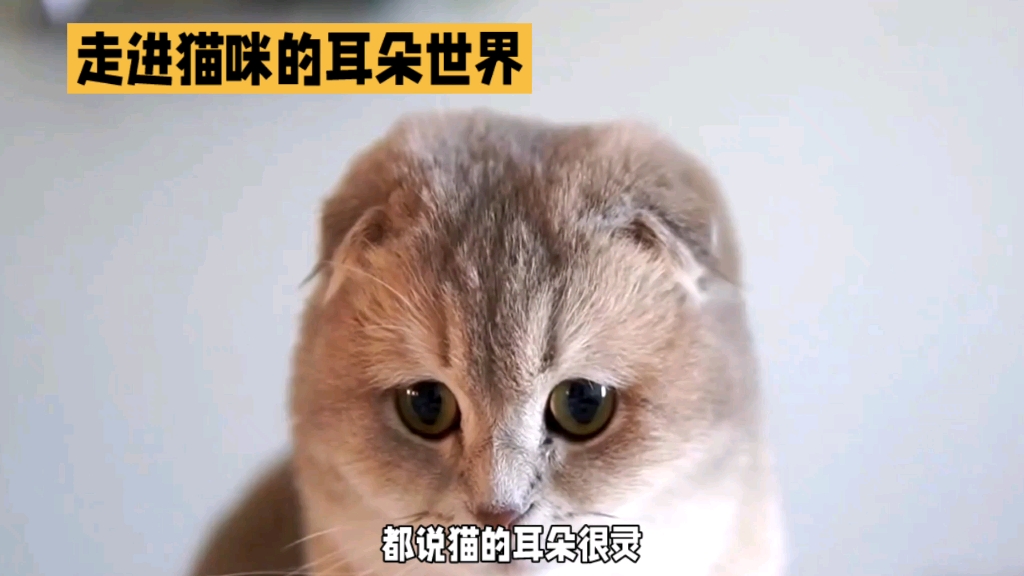 猫咪的耳朵:灵敏度超乎你的想象哔哩哔哩bilibili