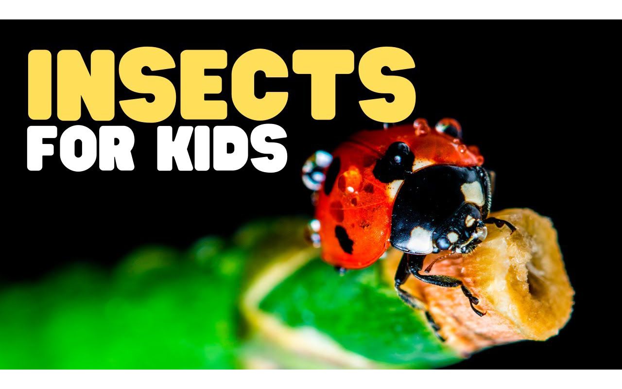 [图]Insects for Kids ｜ Have fun learning all about different kinds of bugs! ｜ Parts