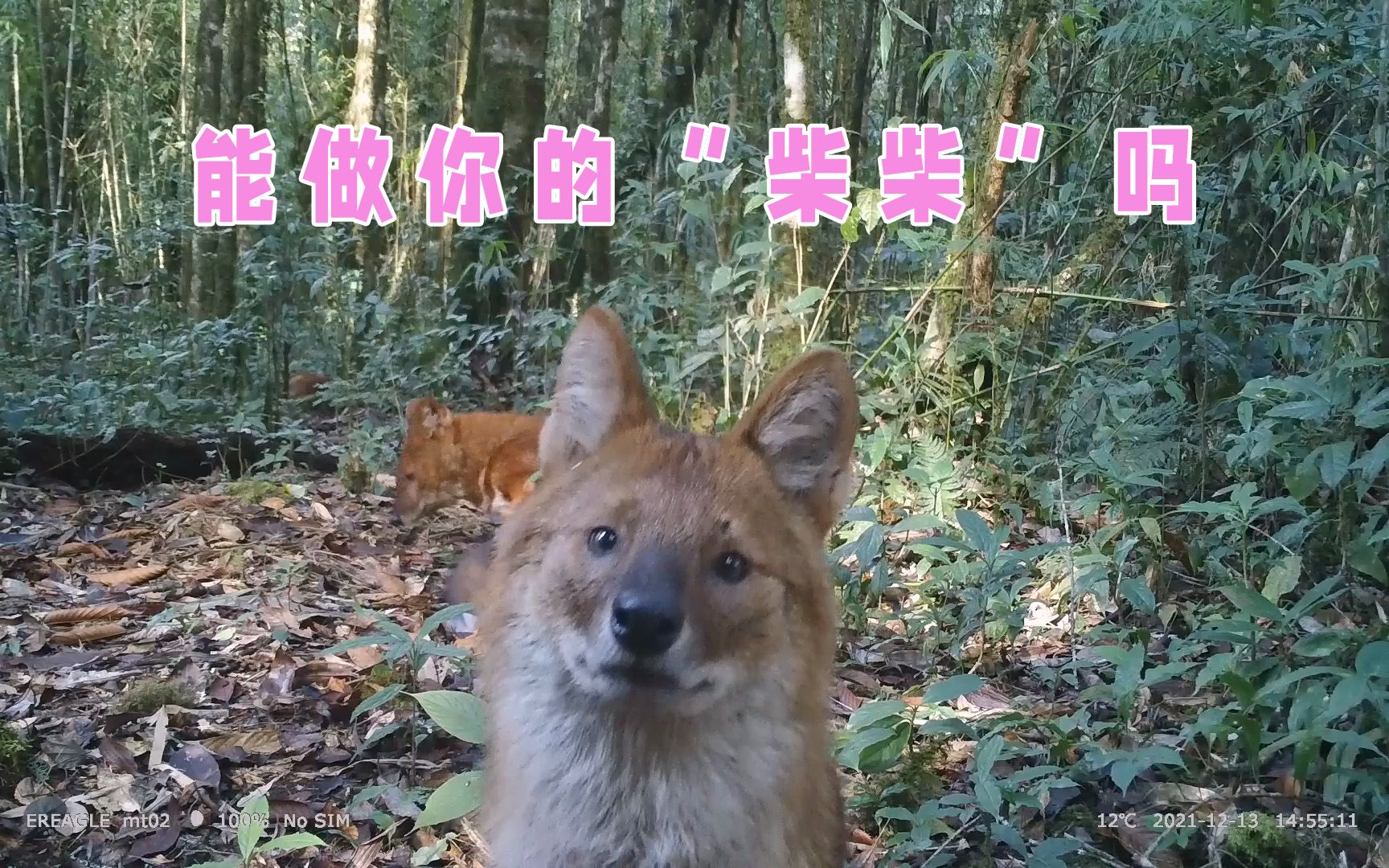 【野外摄影棚】点进来看蠢萌的豺(chai)“犬”哔哩哔哩bilibili