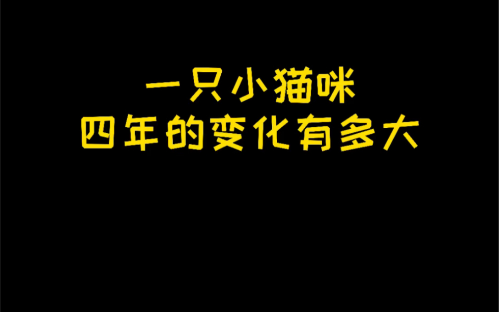 一只普通小猫咪的进化史哔哩哔哩bilibili