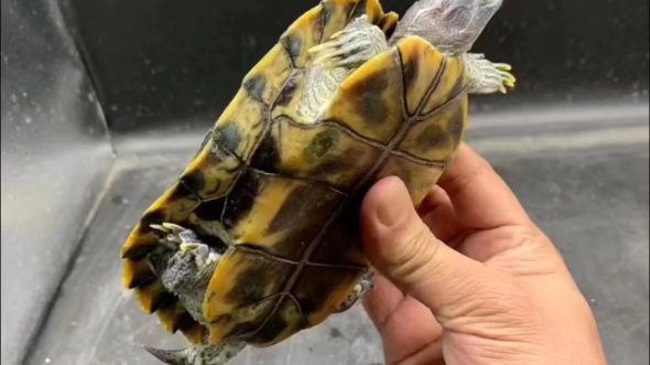 黑巴西龟, 强公.