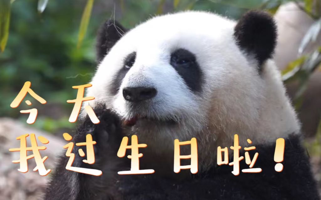 祝三个熊猫宝宝生日快乐!