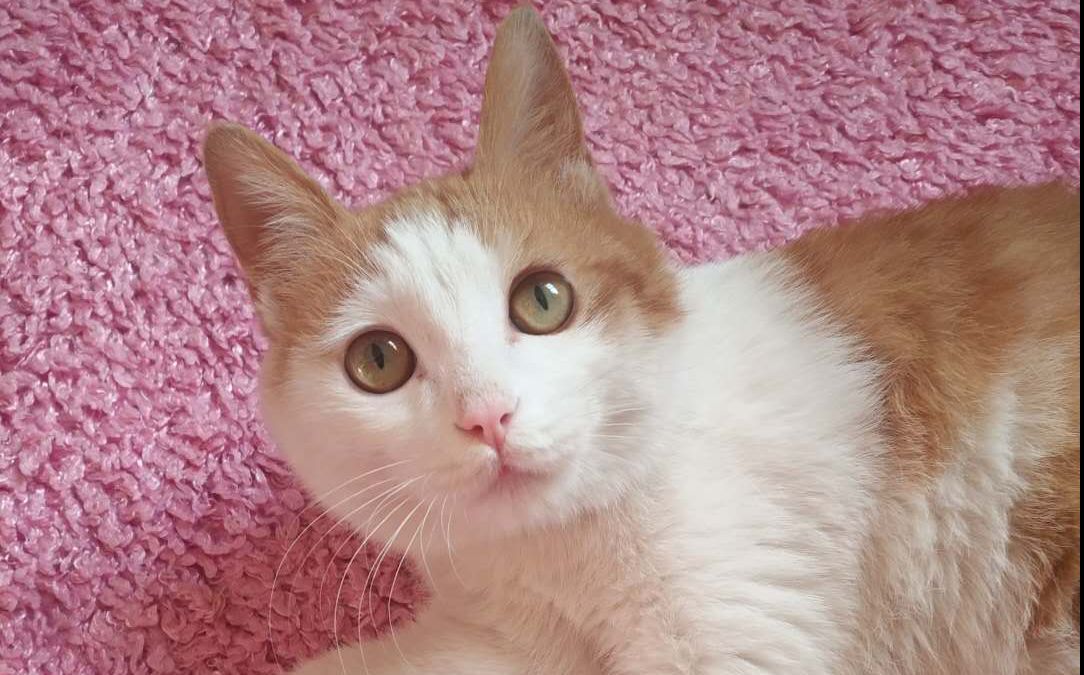 一只叫咖喱的橘猫