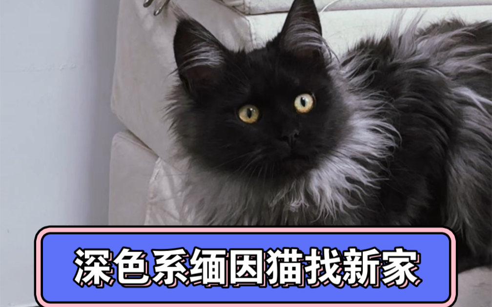 深色系缅因猫找新家出售