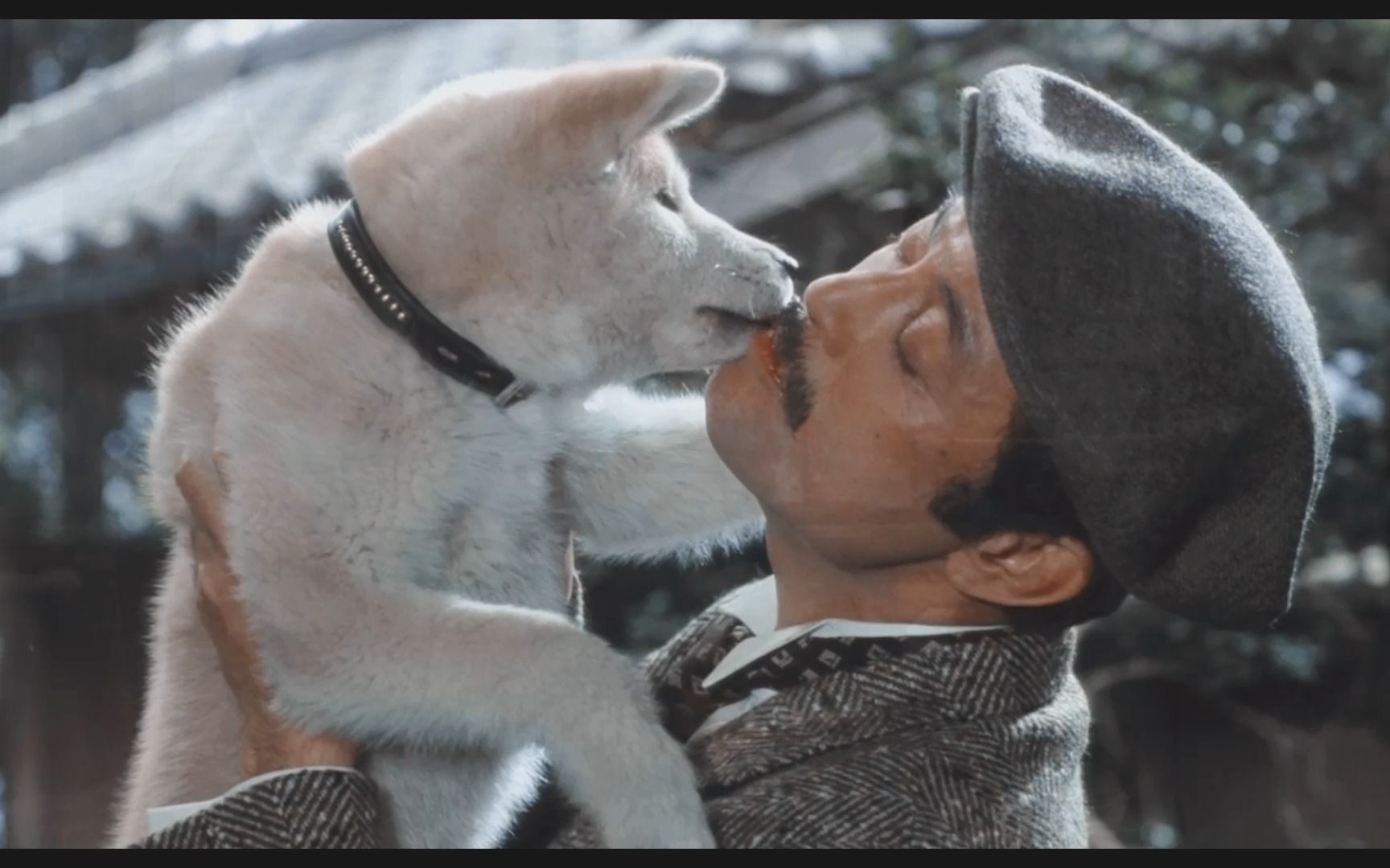 八公,你为什么要等一个永远回不来的人呢?——《忠犬八公物语》