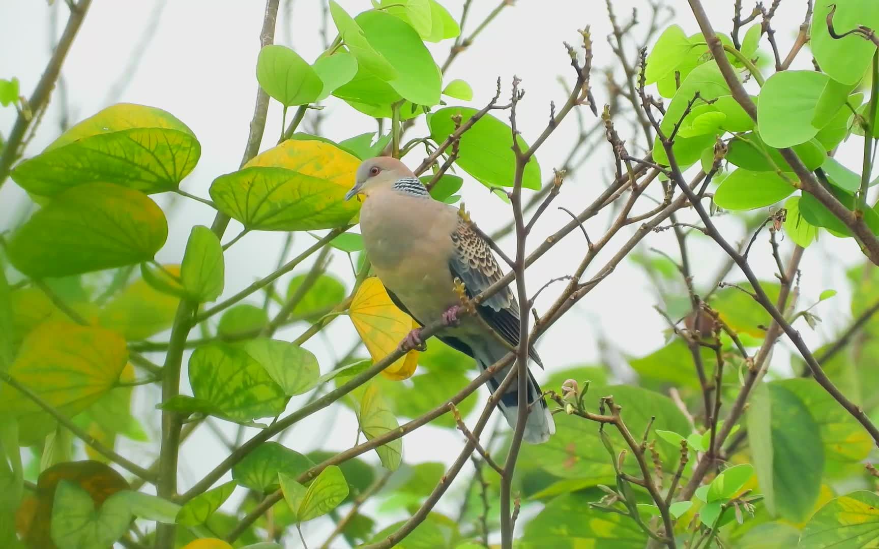 山斑鸠虎纹斑鸠叫声,过一段时间叫一次,难得拍到