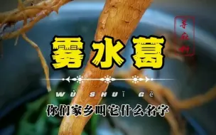 Download Video: 中草药【雾水葛】民间叫它“牙痛草”