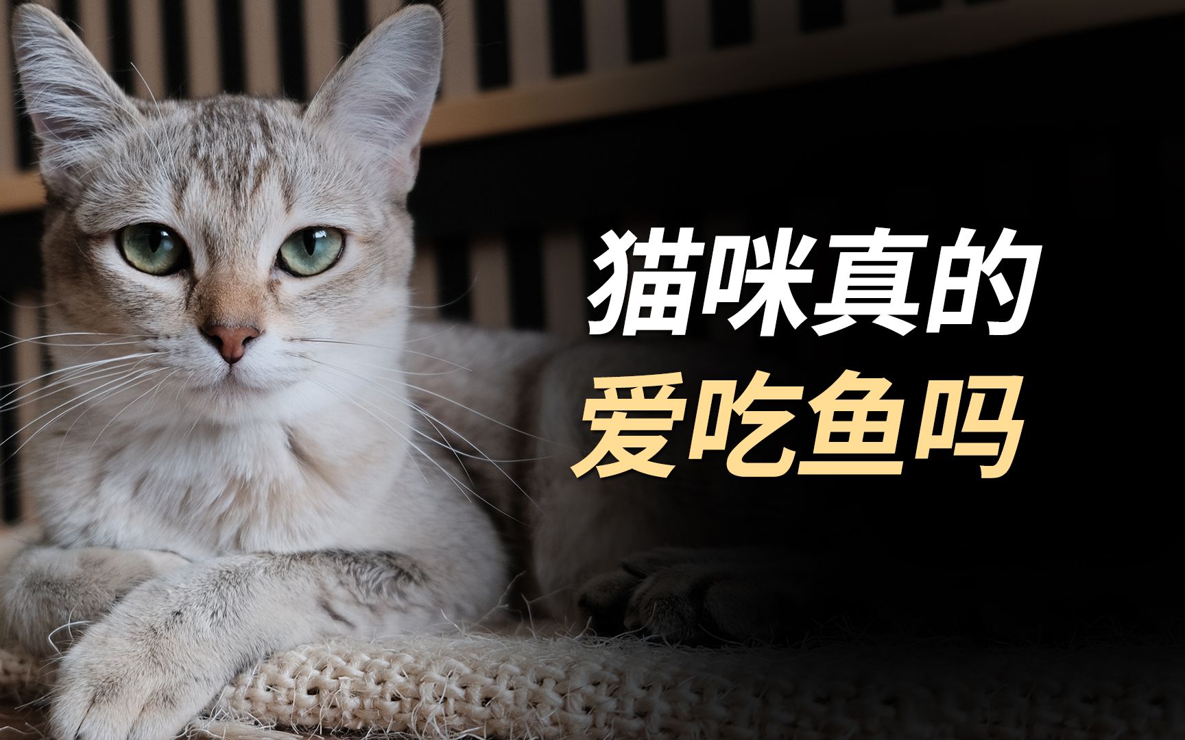 猫真的爱吃鱼吗?哔哩哔哩bilibili