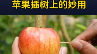 苹果插树上的妙用