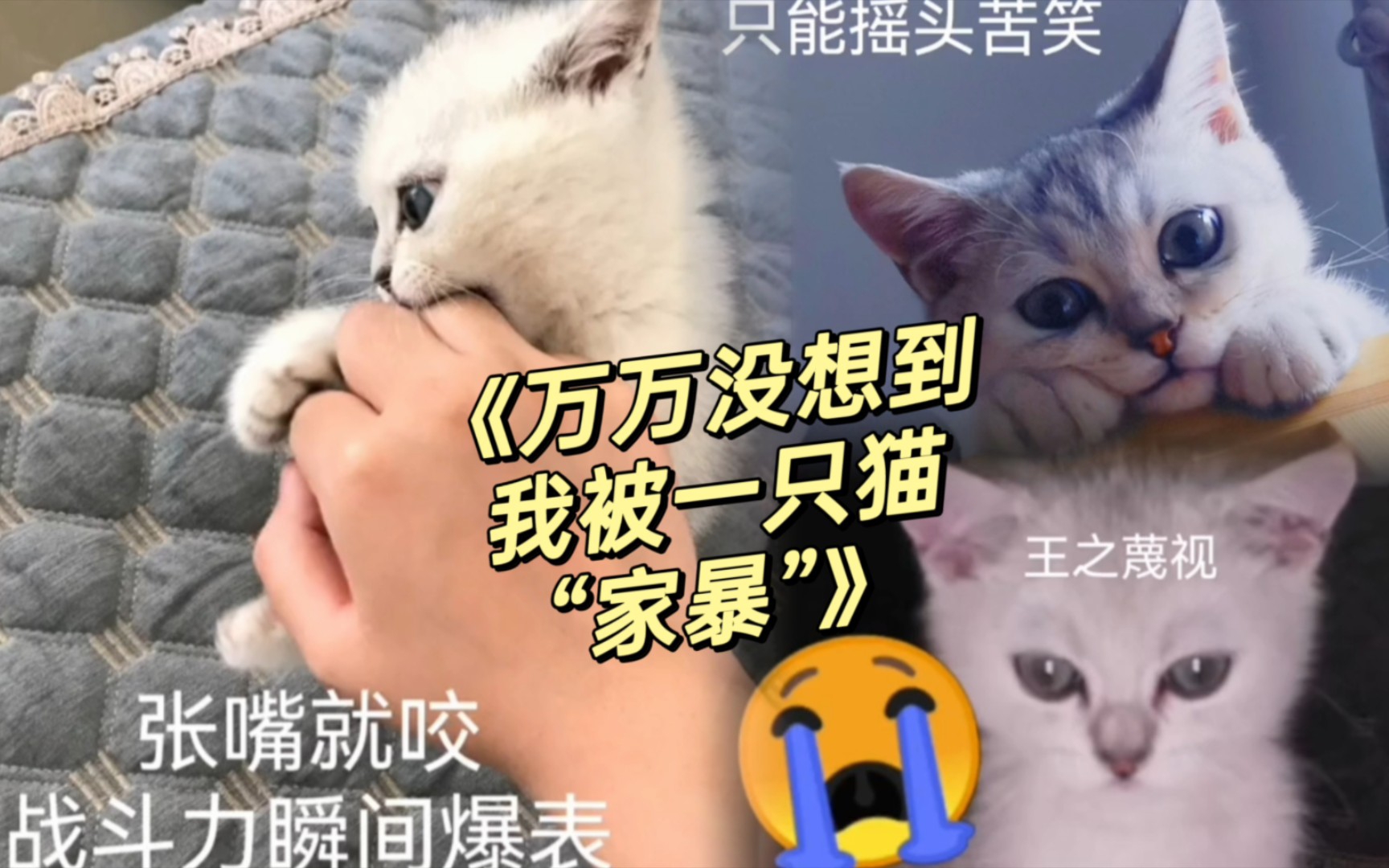 [图]《万万没想到我被一只“猫”家暴》~大冤种之歌！