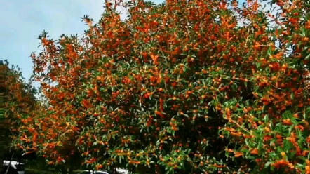 [图]秋日桂花飘香丹桂山庄