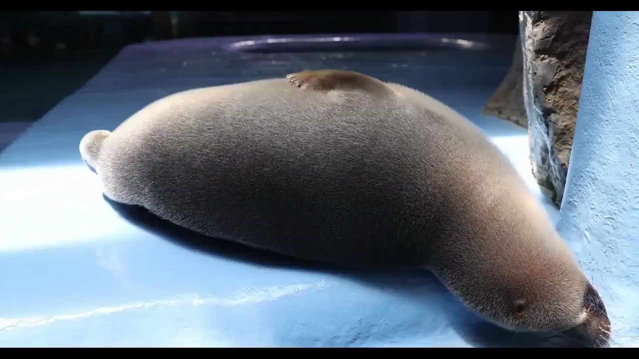 打击豹腹_哔哩哔哩 (゜-゜)つロ 干杯~-bilibili