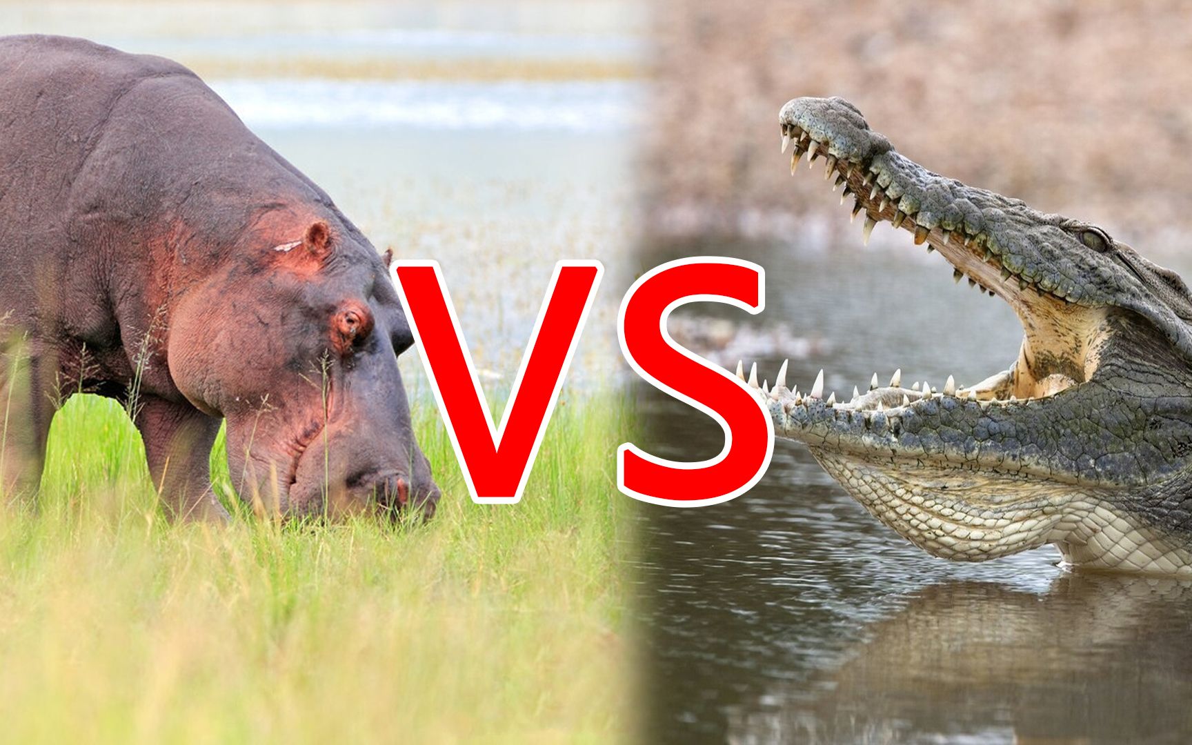 尼罗鳄vs河马图片