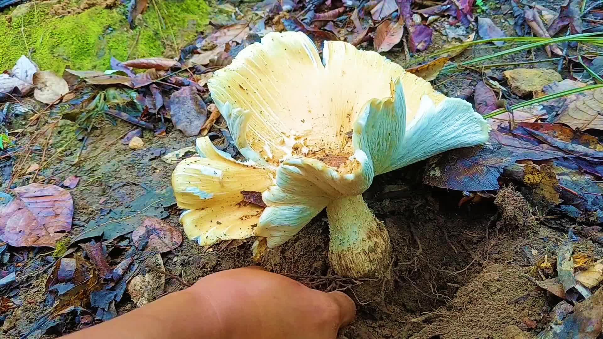 一棵鸡枞菌一锅汤,好喝尼