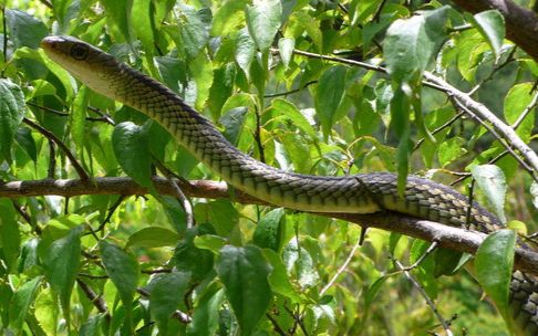 蛇爬树觅食鸟蛋,鸟妈妈不顾安危与蛇展开生死决斗