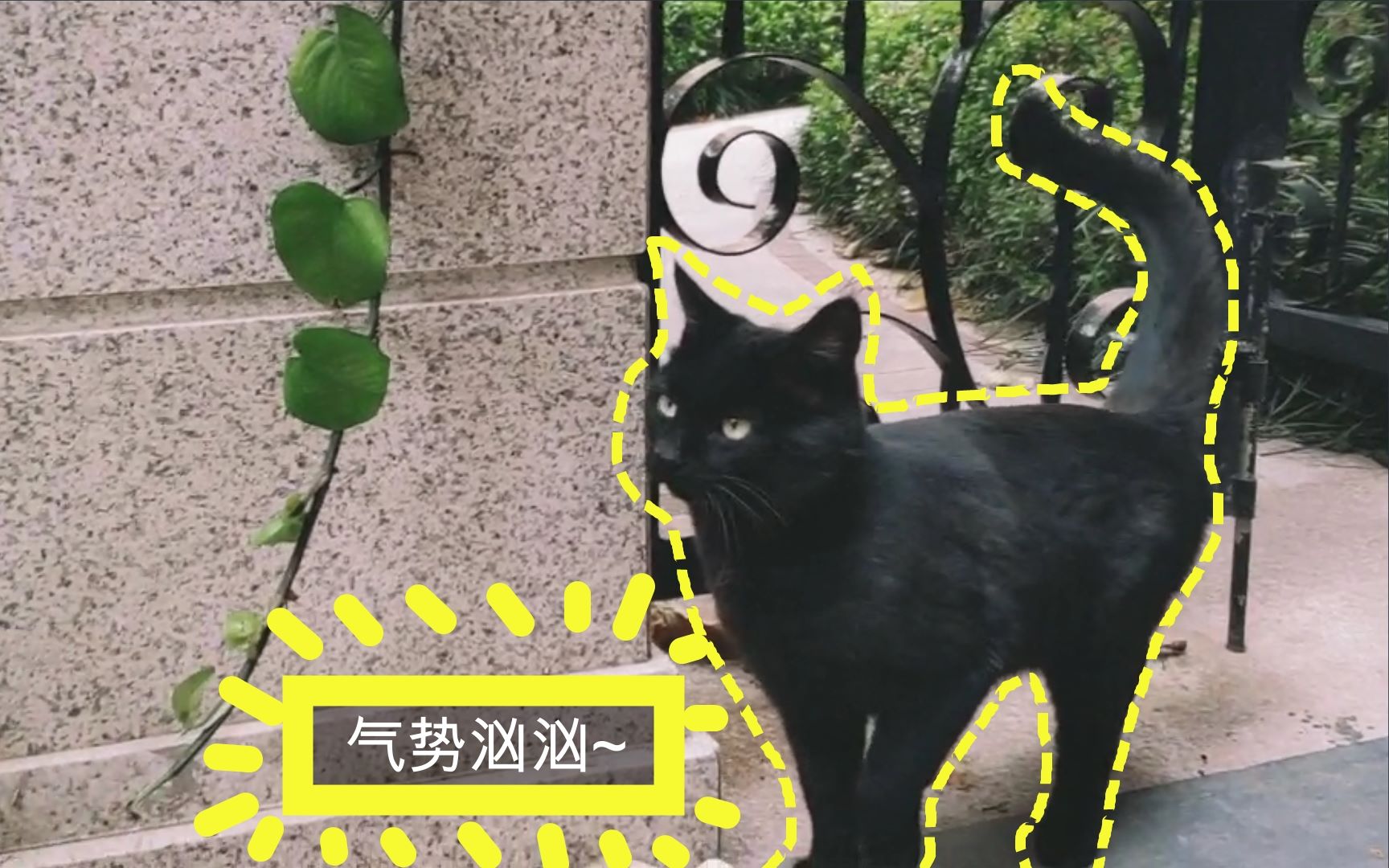 黑猫进家是什么预兆呢,总算有只黑猫进家了,答案也终于揭晓哔哩哔哩bilibili