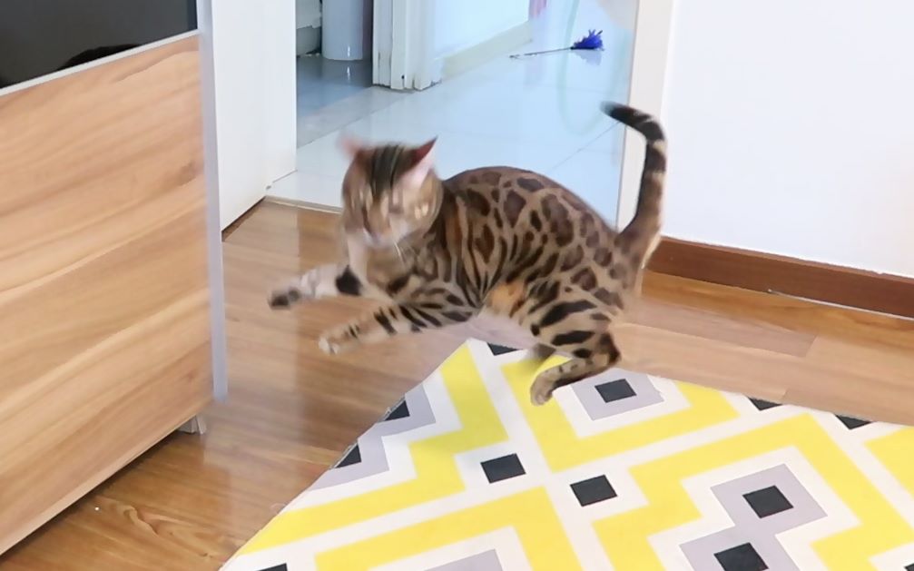 小猫咪吓的弓背横跳,飞檐走壁.还能不能好好当宠物猫!