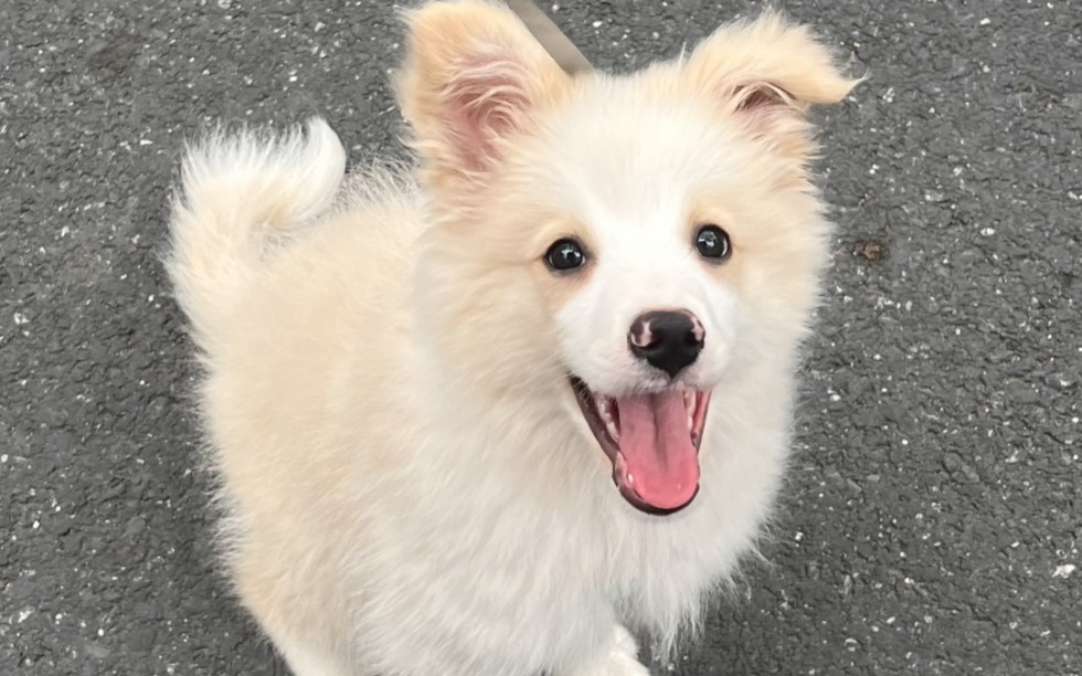 金边1200一只 边牧幼犬 边境牧羊犬宠物狗狗找新家