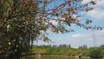 江苏鱼塘岸边全是疑似加拿大一枝黄花
