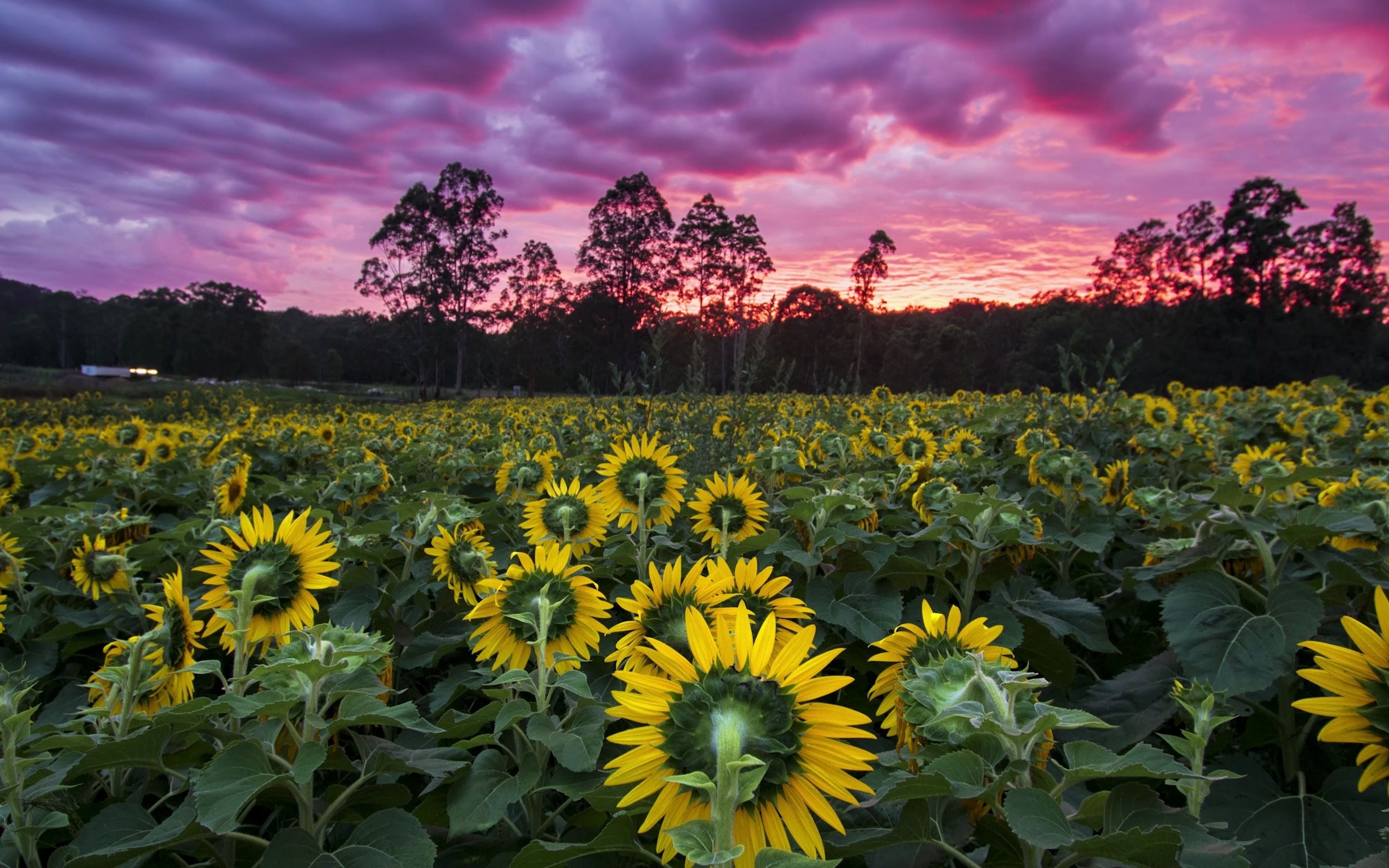 [图]Sunflower Sunrise 4K 向日葵日出