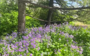 Tải video: 请查收→繁花似锦的北林春日定格