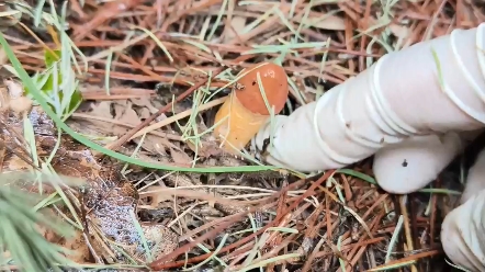 [图]不同地区，对于蘑菇的叫法不一样，这个蘑菇在我们这叫肉蘑，在东北叫松树伞，在内蒙叫红蘑，或者血红柳丁蘑，也有的地方叫松蘑。尊重地方习俗就好