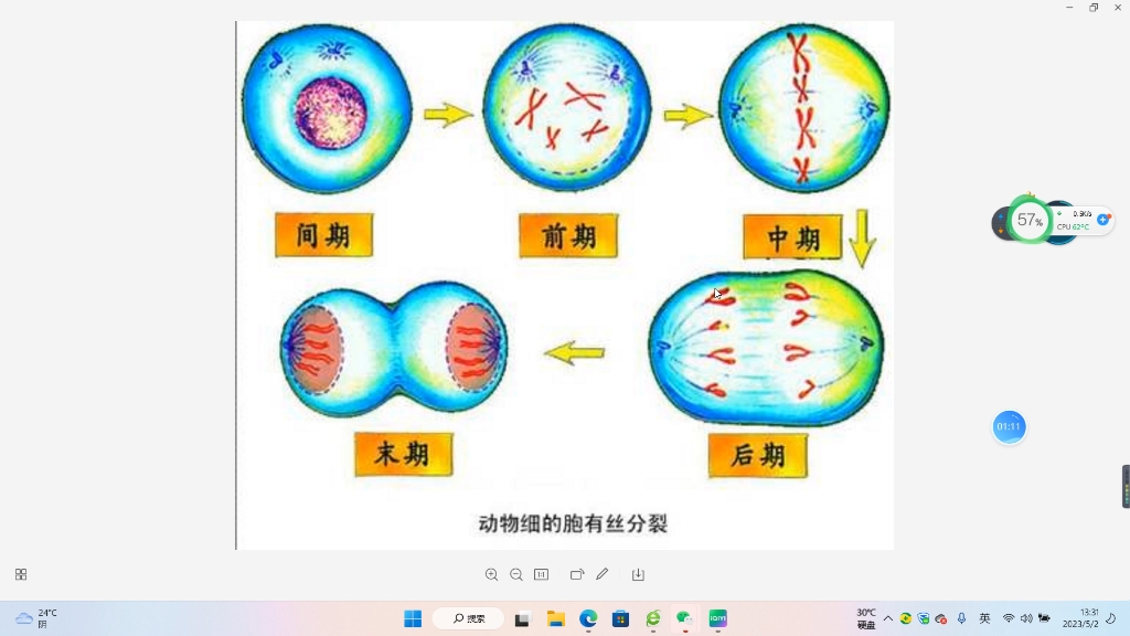 细胞分裂时期哔哩哔哩bilibili