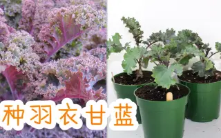 若菜羽衣 搜索结果 哔哩哔哩 Bilibili