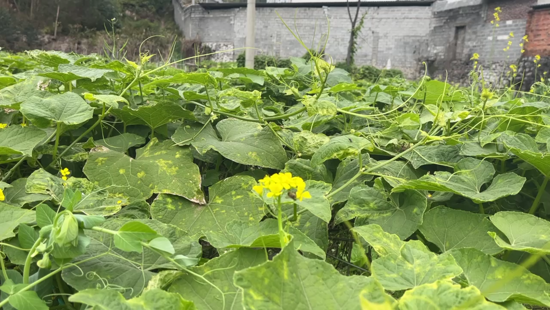 giao桑,家乡的油菜花又开了!