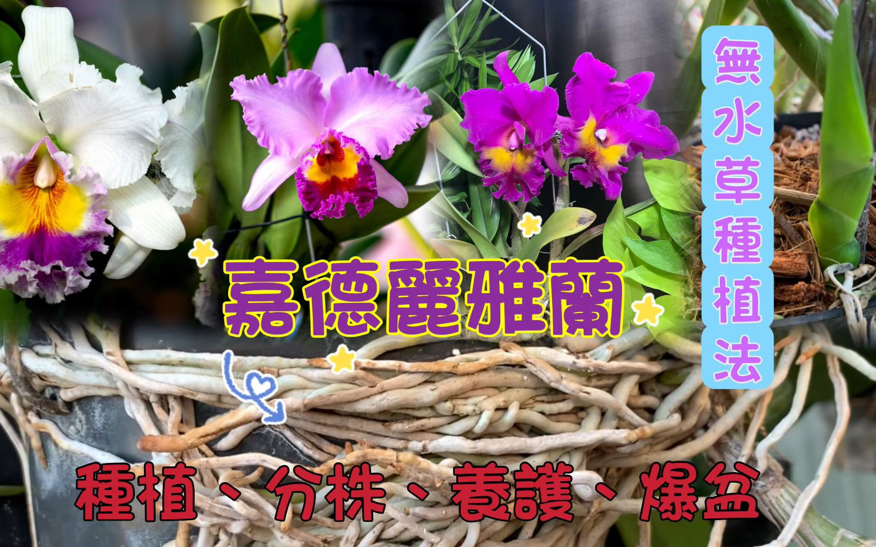 卡特兰分株繁殖开花爆盆养护技巧|#无水草种植|施肥日照养护方法|卡多利亚兰Cattleya labiata「兰花中的女王」【转载】哔哩哔哩bilibili