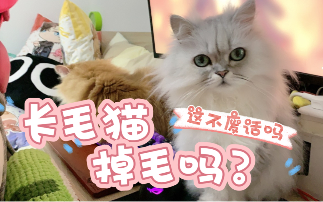 【卷耳の小喵窝】长毛猫掉毛吗?哔哩哔哩bilibili