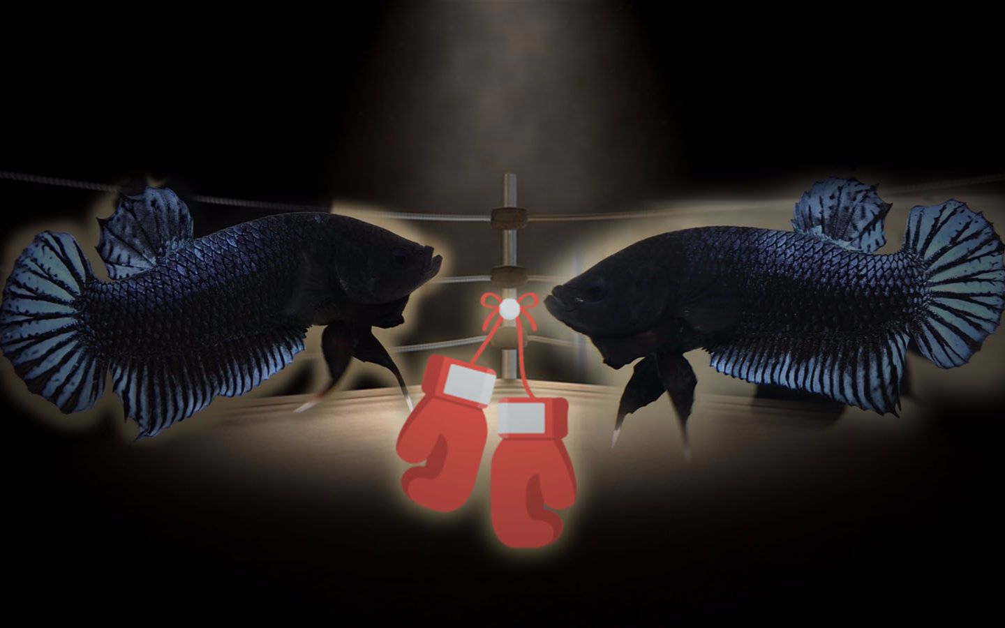 泰国斗鱼搏击将军对打