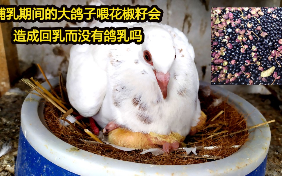 哺乳期间的大鸽子喂花椒籽,真会出现回乳没有鸽乳的情况吗?