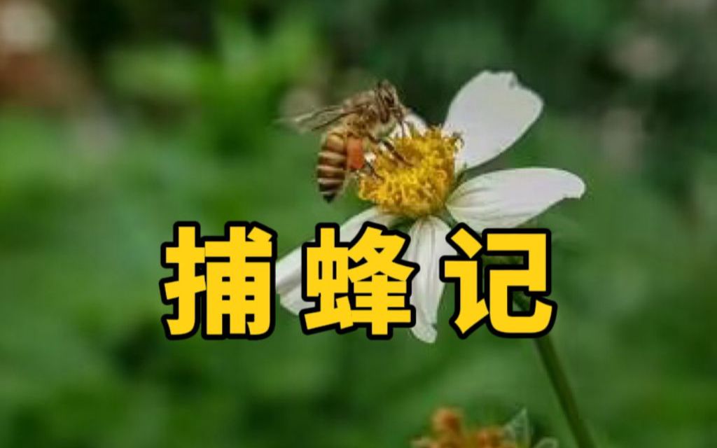 捕蜂记(上)【御灵苑 觅迹拾锦】哔哩哔哩bilibili