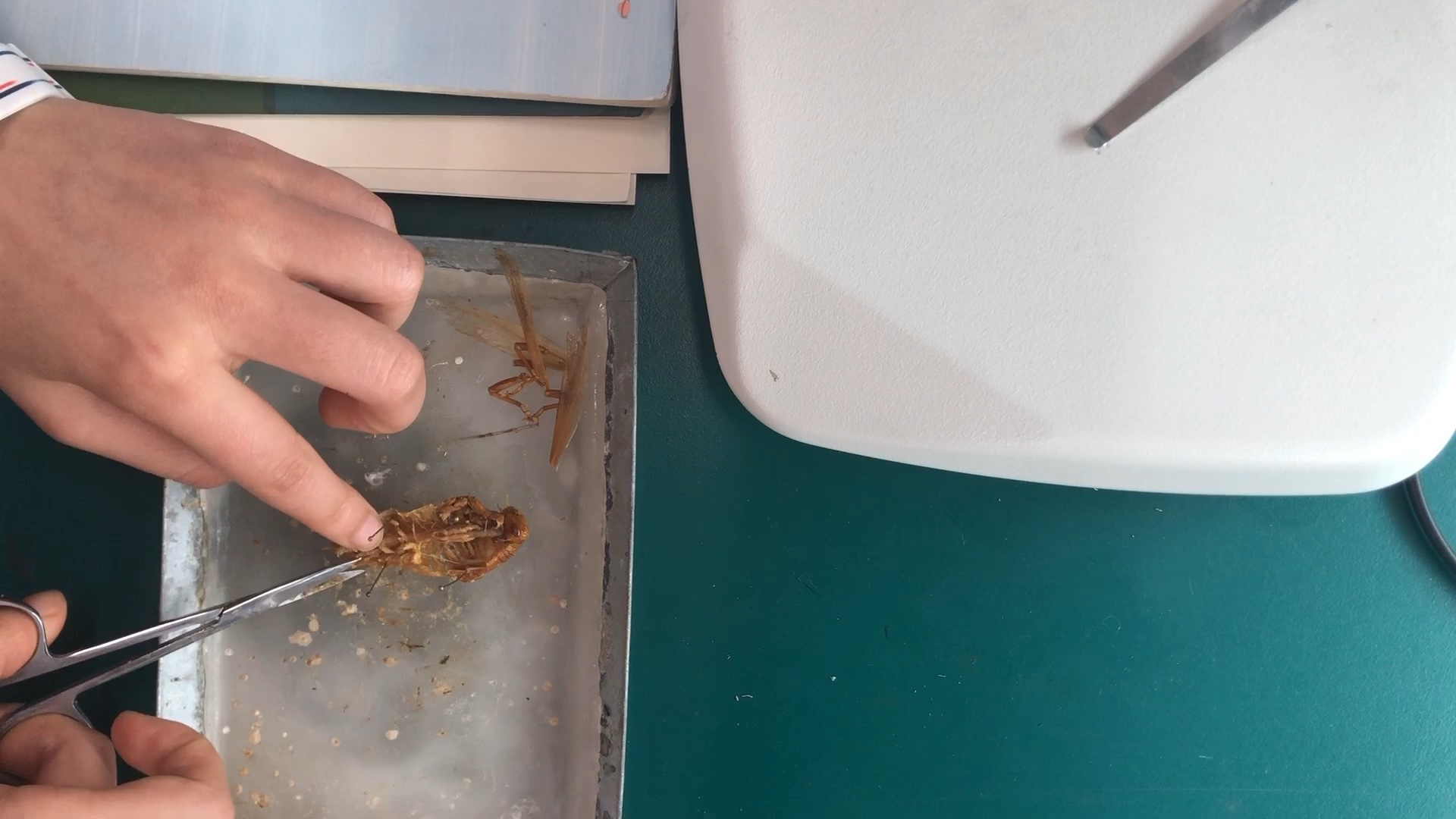 今天早上的实验课解剖蝗虫