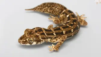 Reptiltv 世界上最大的壁虎 巨人守宫饲养指南 哔哩哔哩 Bilibili